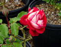 Docteurs Massad ® rose photo