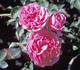 Warwick Castle ® rose photo