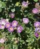 Blue For You rose photo
