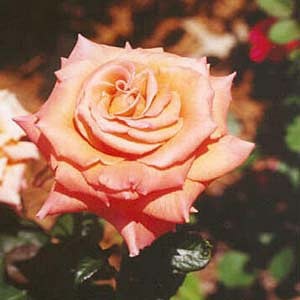'Dusty's Florida Rose Garden'  photo