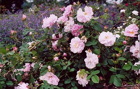 'Linda Perry's Rose Garden'  photo