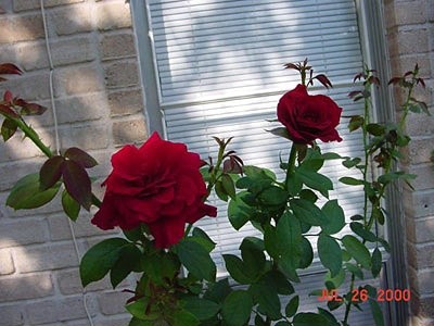 'Tina's Rose Garden'  photo