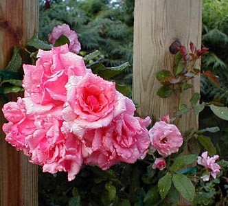 'Susan aka Kansas Gardener'  photo