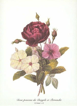 'Don Z'Boray's Rose Garden'  photo
