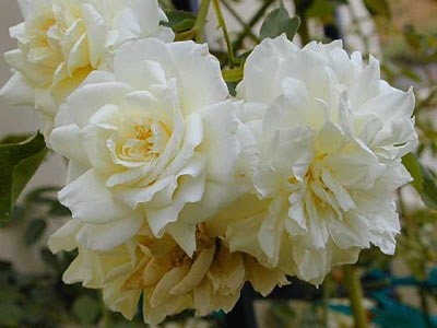 'Gail Lord's Rose Garden'  photo