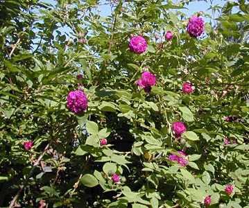 'Chuck and Nancy Watson's Rose Garden'  photo