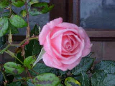 'Deb Miller's Rose Garden'  photo