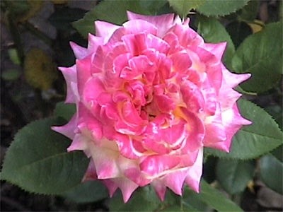 'Zeke Clawson's Rose Garden'  photo