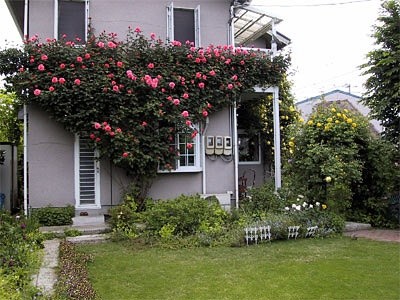 'Otaki Masamichi's Rose Garden'  photo