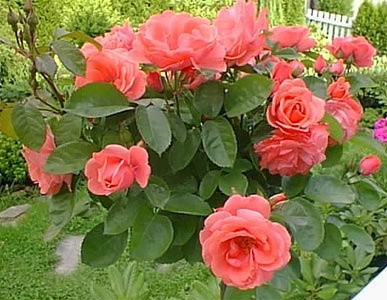 'Svein Hallan's Rose Garden'  photo