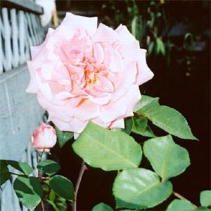 'James Pius' Rose Garden'  photo