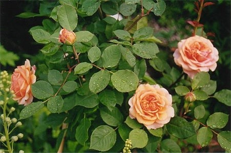 'Mike Harris' Rose Garden'  photo