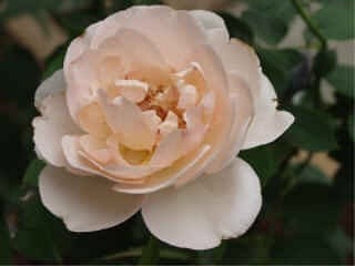 'Jo Ann Cooper's Rose Garden'  photo