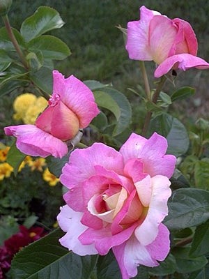 'Norman & Diana Martina's Rose Garden'  photo
