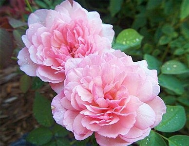 'Brenda Bates Rose Garden'  photo