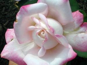 'Sue The Rose Lover's Garden (Roselvr)'  photo