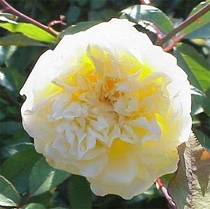 'T.J.'s Rose Garden'  photo