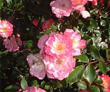 'Michele's Rose Garden'  photo