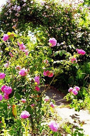 'Üles' Garden'  photo