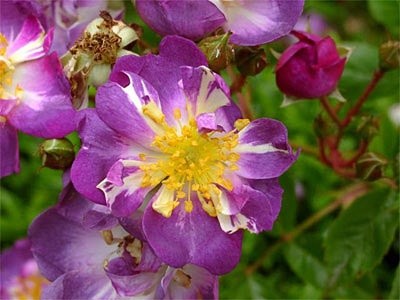 'Christian's Rose Garden'  photo