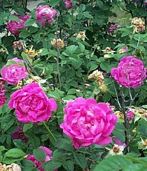 'Debra Flowers' Garden'  photo