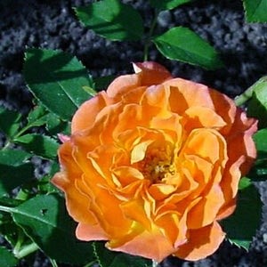 'Angela's Roses'  photo