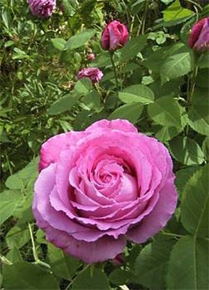 'Ein Garten mit Rosen in Nordwest-Mecklenburg'  photo