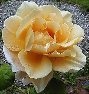 'Ein Garten mit Rosen in Nordwest-Mecklenburg'  photo