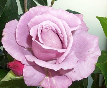 'Julie's Roses'  photo