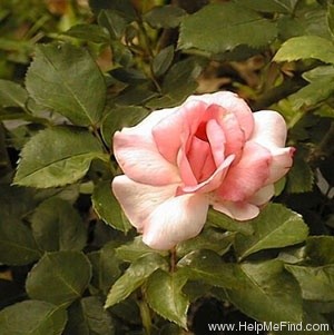 'Centenaire de Lourdes ®' rose photo