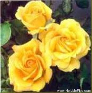 'Pot O'Gold' rose photo