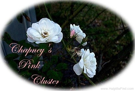 'Champneys' Pink Cluster' rose photo