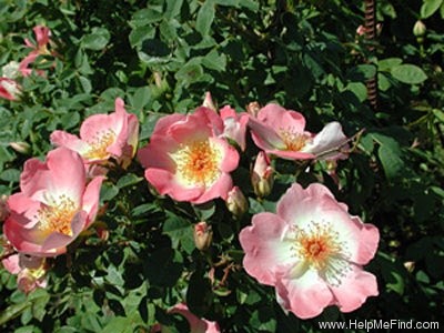 'Frühlingsmorgen (hybrid spinosissima, Kordes, 1942)' rose photo