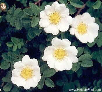 'Frühlingsanfang' rose photo