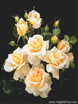'Princess Marianna' rose photo