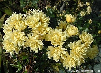 '<i>Rosa banksiae</i> f. <i>lutea</i> Rehder' rose photo