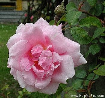 'Auguste Roussel' rose photo