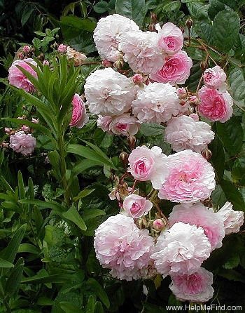 'Pink Prosperity (Hybrid Musk,1931, Bentall)' rose photo