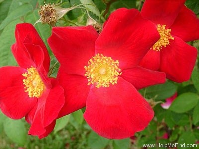 'Scarlet Glow (hybrid gallica, Kordes, 1952)' rose photo