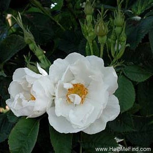 'Alba Semi-plena' rose photo
