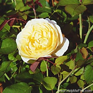 'Charlotte (shrub, Austin before 1992)' rose photo