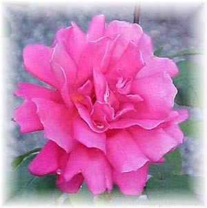 'Charlotte Armstrong' rose photo