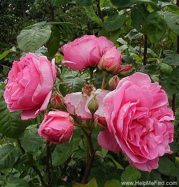 'Charmian ®' rose photo
