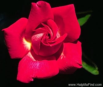 'Chelsea Belle' rose photo