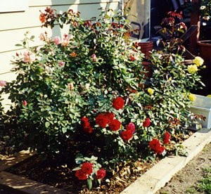 'Roses in Paradise'  photo