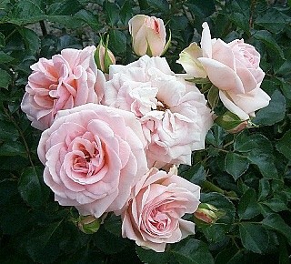 'Susan's New Zealand Rose Garden'  photo