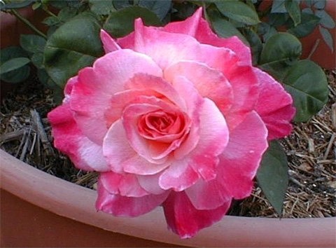 'Rissa's Roses'  photo