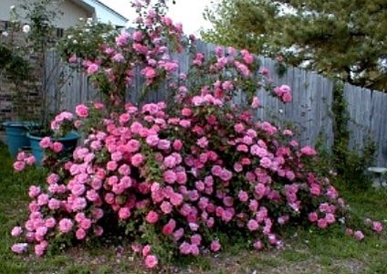 'Rissa's Roses'  photo