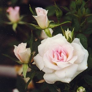 'Meg's Rose Garden'  photo