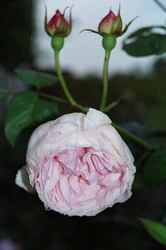 'Buffy's Georgia Rose Garden'  photo